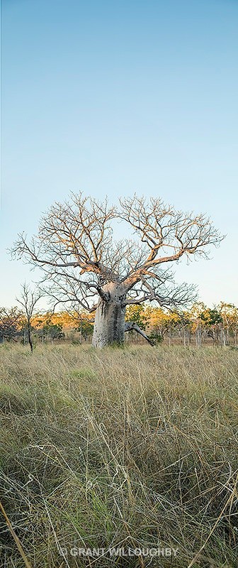 Boab tree verticle panorama - Australia