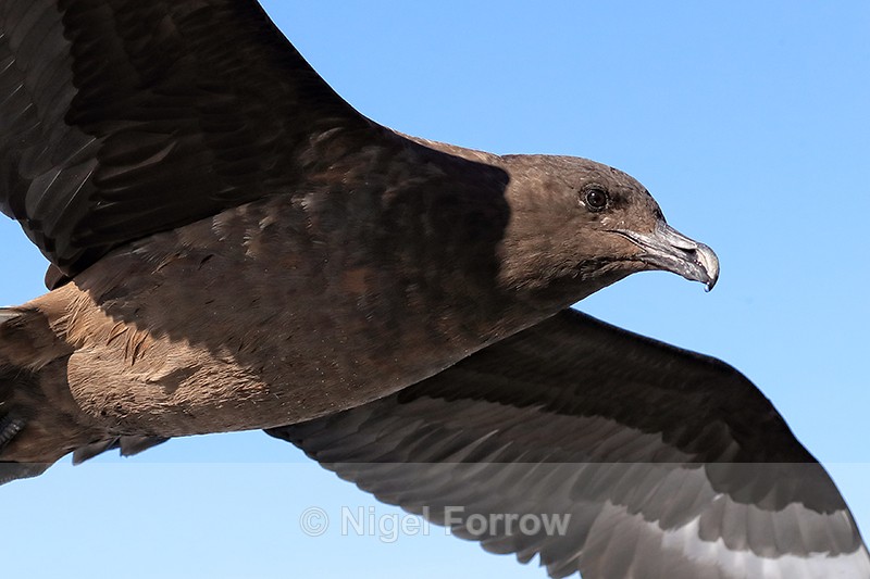 Brown Skua in flight close, False Bay, South Africa - Brown Skua