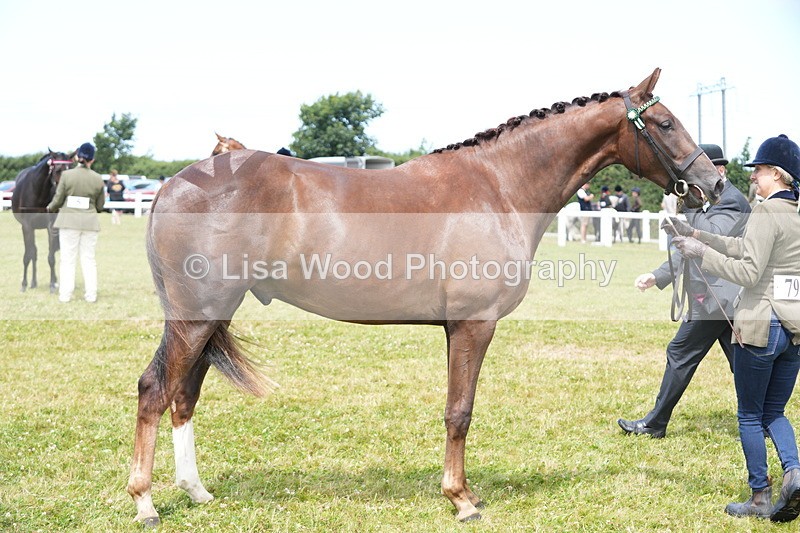 DSC06220 - Class 54: Hunter/Riding Horse/Hack 1 & 2 yr olds