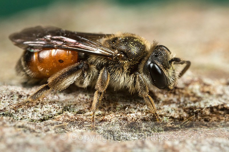 Andrena labiata (f) - Andrena labiata