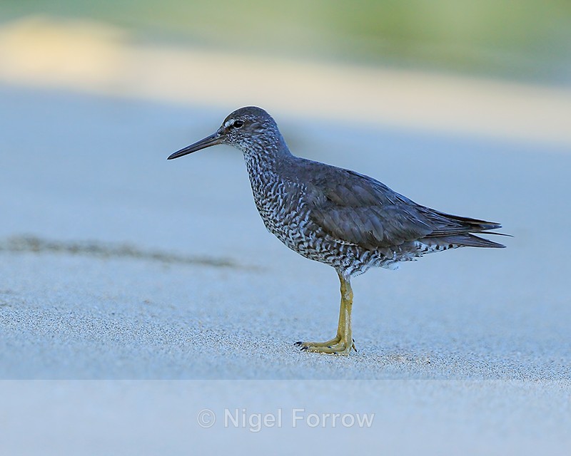 Wandering Tattler on Ke'e Beach, Kauai - Wandering Tattler