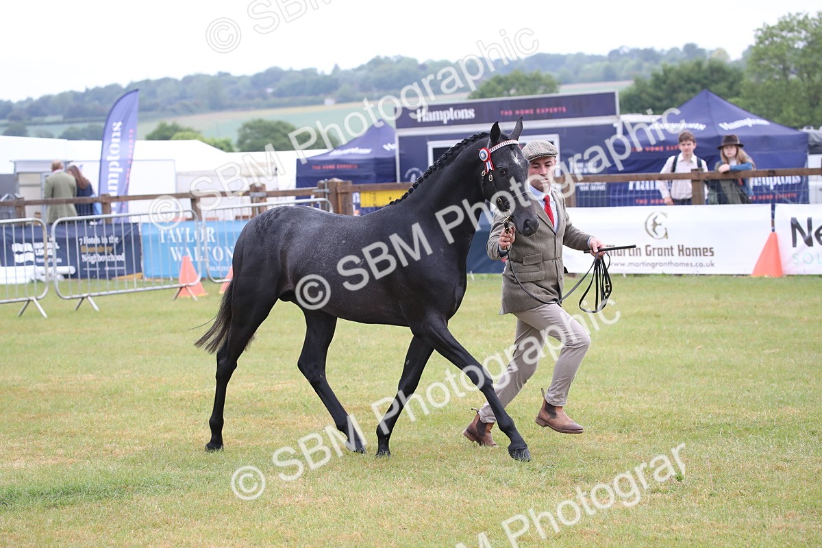 SBM_00073 - Class 17-20 - Arab & Part Bred - Anglo Arab In Hand