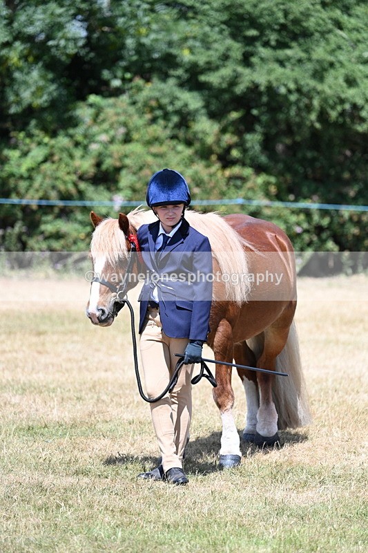 WJ7_2277 - Class 5 Most Handsome Gelding (up to 14.2hh) in hand