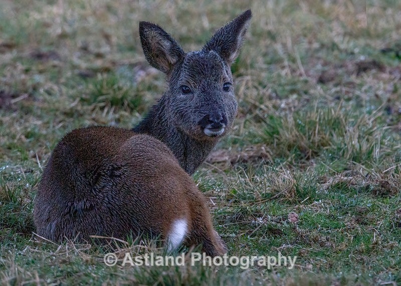 Roe Deer - Latest Images