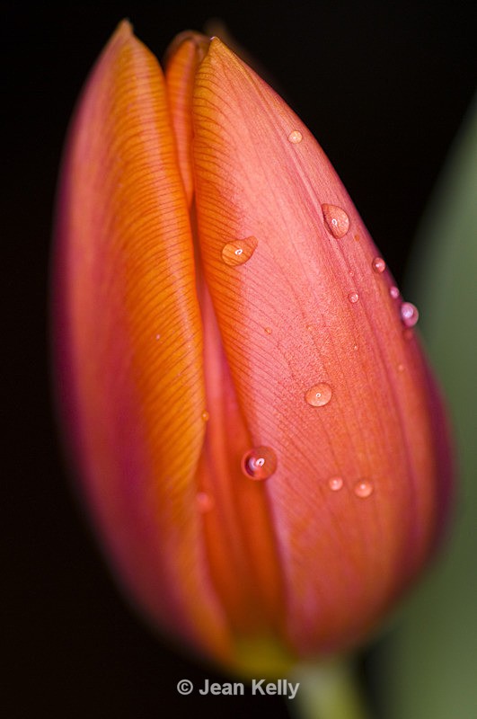 Flower - 1645 - Orange