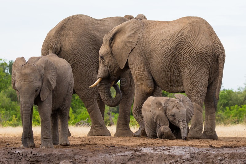 Elephant Baby 2