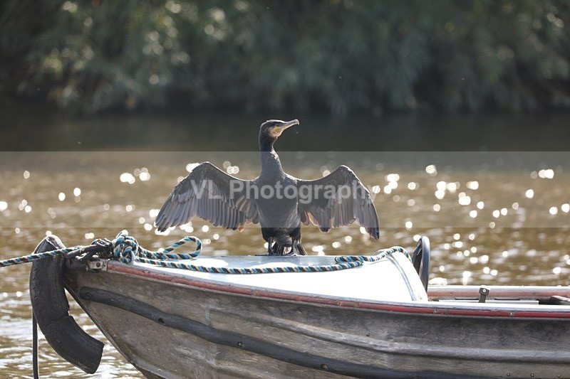 Cormorant 18 - Animals, Birds etc