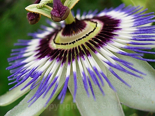 Whole  Passion Flower - MACRO & CLOSE UPS
