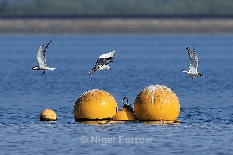 Bonaparte's Gull displacing Common Terns from buoys, Farmoor - Bonaparte's Gull