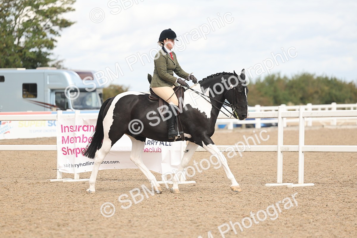 SBM_14741 - Class 308 - Ridden Coloured Horse