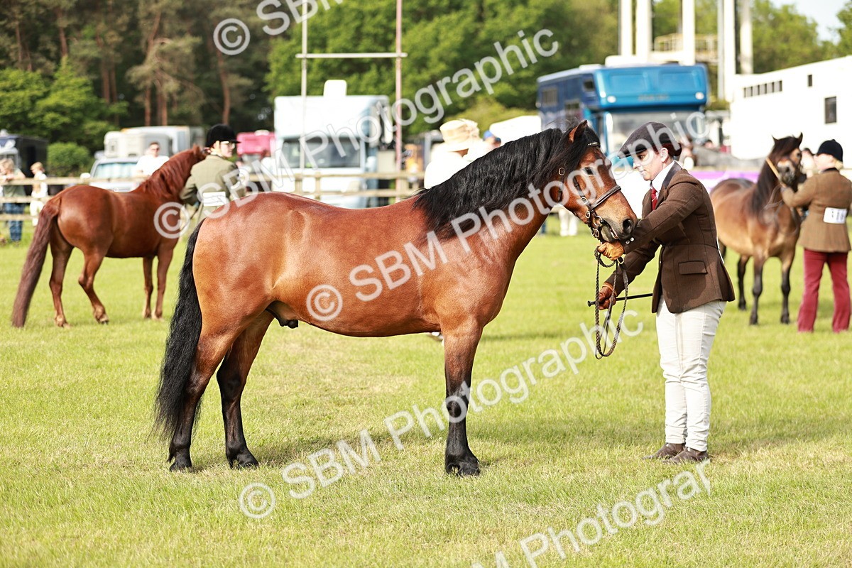 SBM_00475 - Class 14-23 - Mountain & Moorland In Hand Non Welsh