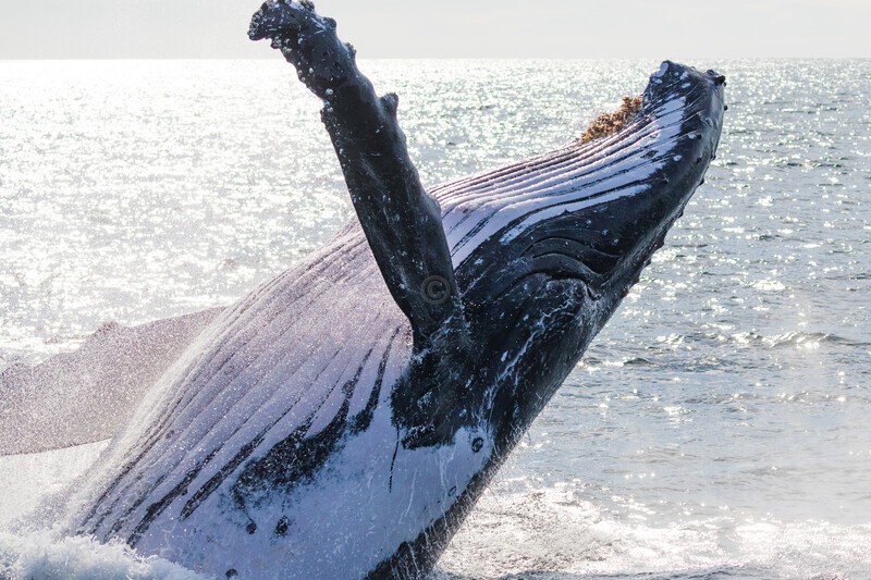 0A3A7706. Sunrise Breach 9 - 2023 Whale Photos