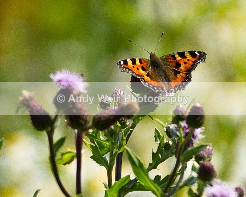 20110702-IMG_6116 - Butterflies & Moths