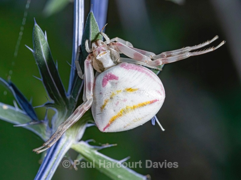 Crab spider (Thomisus onustus) ♀︎ - Ten Metres from Home 1.  (2020)
