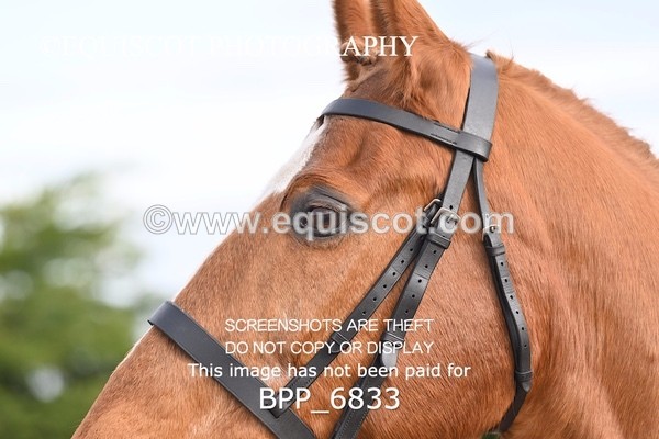 BPP_6833 - RING 1  (RIDDEN HORSES / IN HAND / VETERAN ETC)