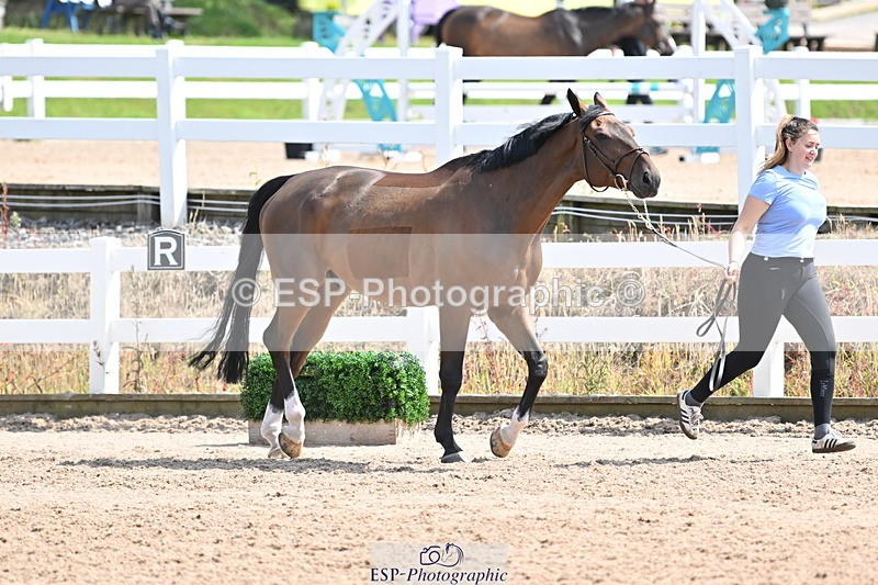 240717A-151614-02701 - Trot Up 3pm to 4pm