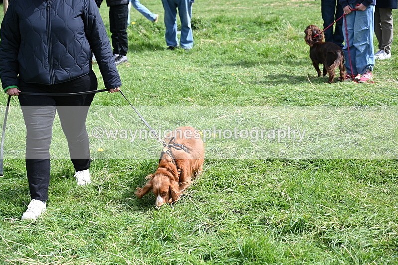 WJ6_8915 - Class 8 Best Working / Gun Dog or Bitch