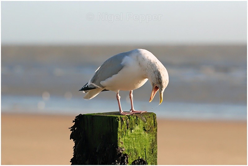 Preparing to Shout - Gulls