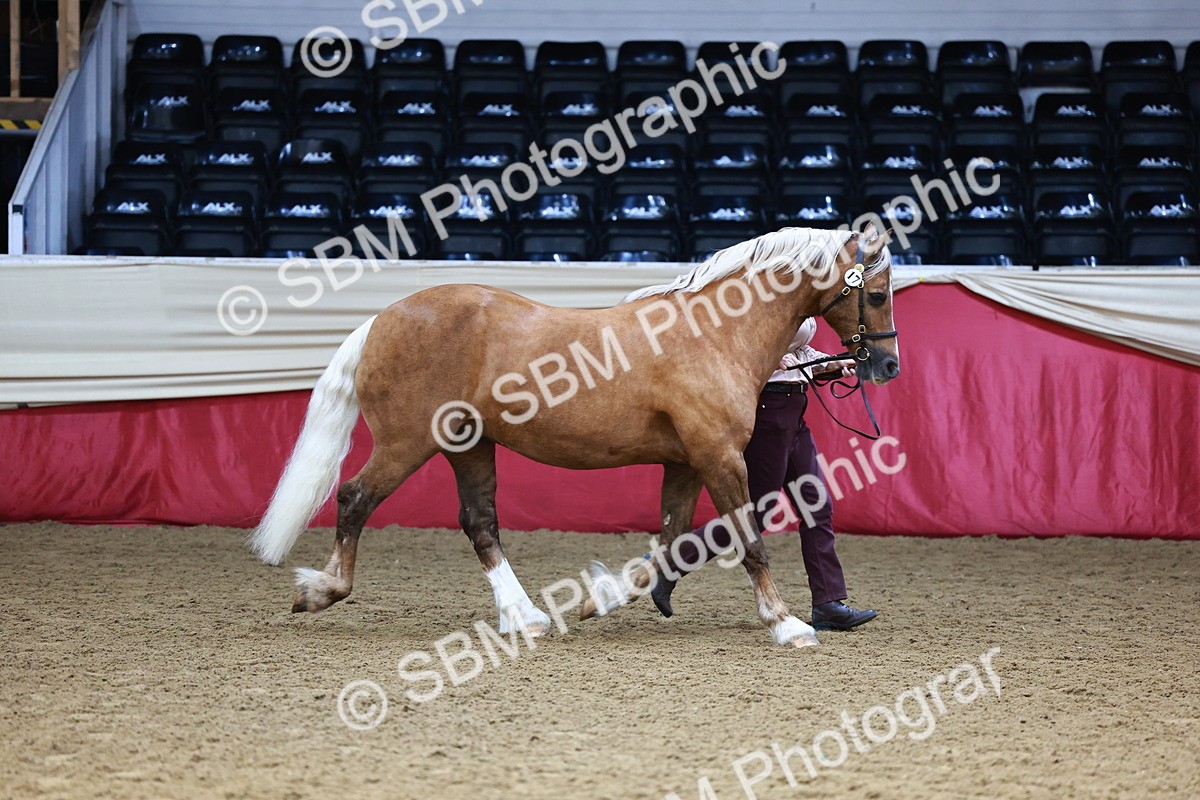 SBM_23274 - Class 903 - Supreme Final - IH Pre Vet