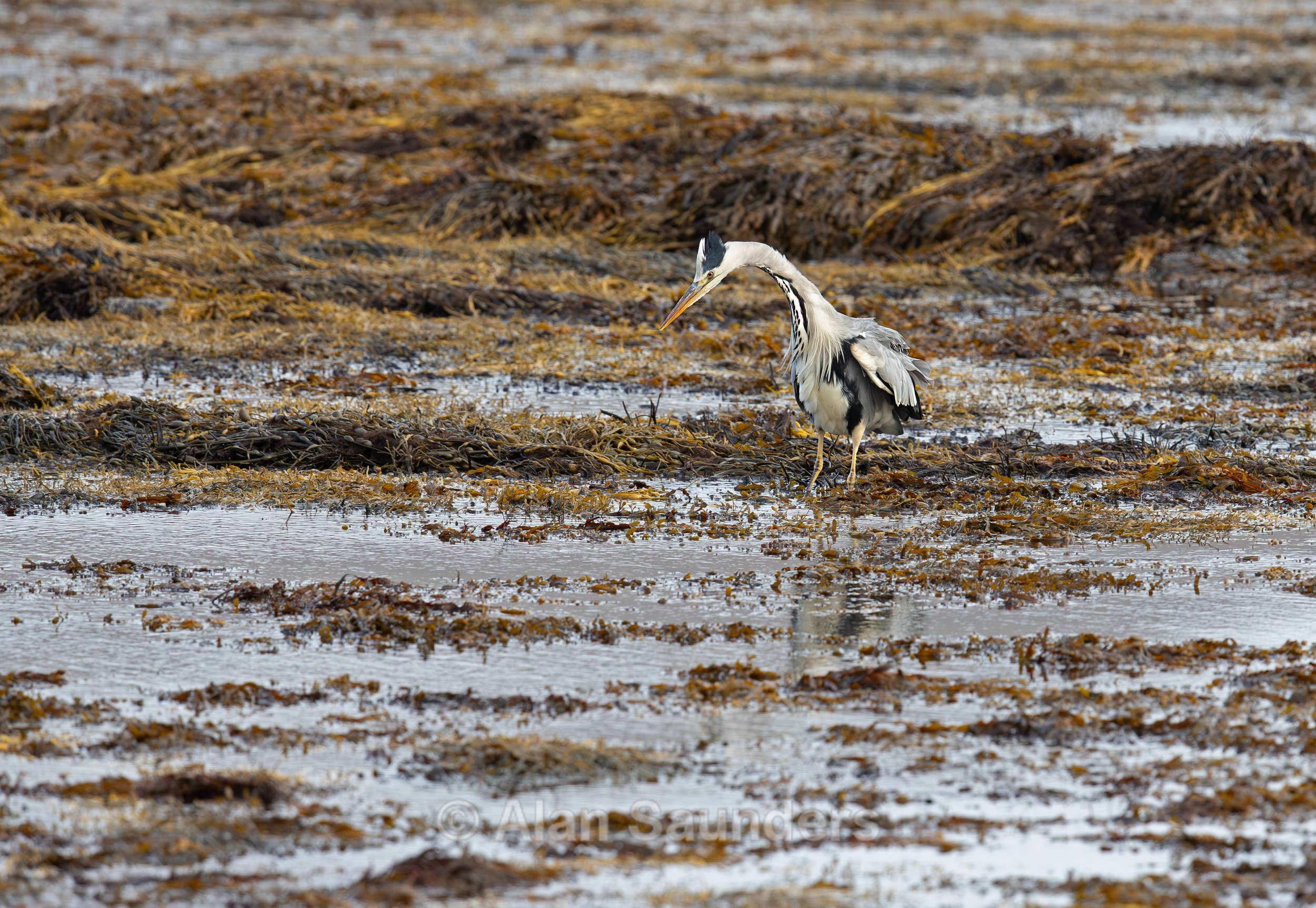Grey Heron 8