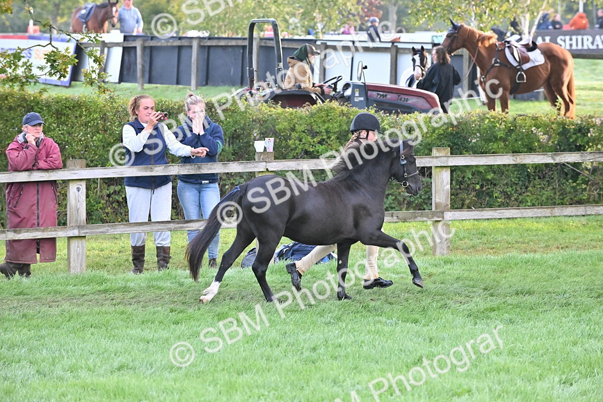 SBM_54592 - S44 - Youngstock In Hand