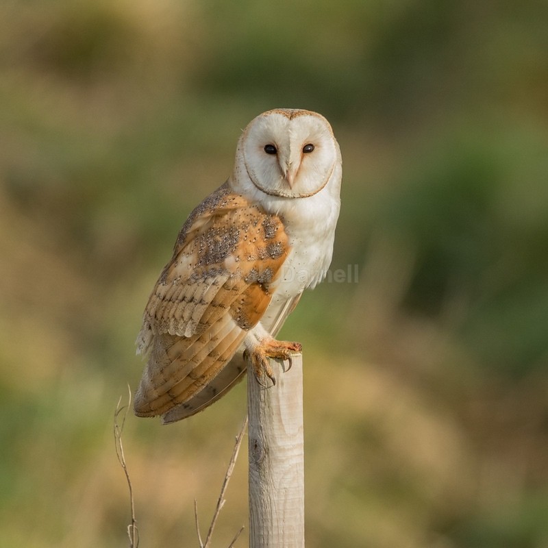 Barn Owl SD2516 - Greeting Cards