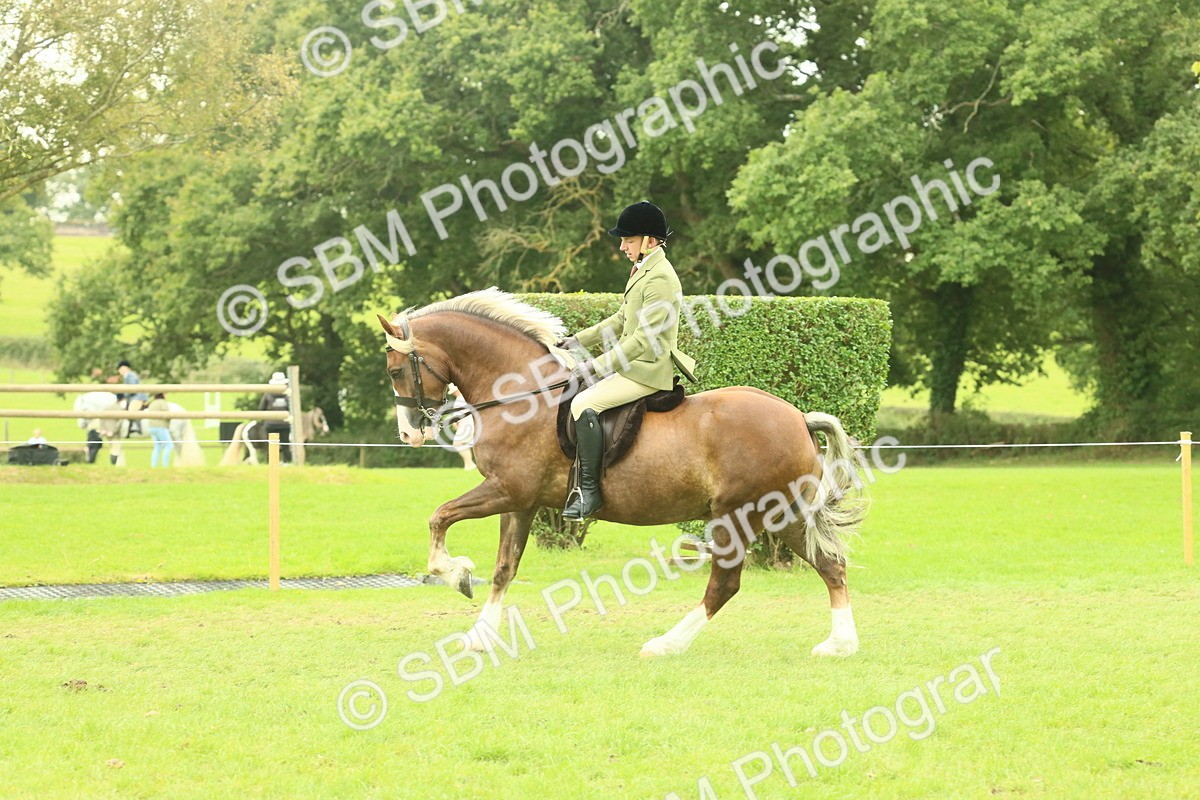 SBM_72095 - S60 - Mountain & Moorland Ridden Large Breeds