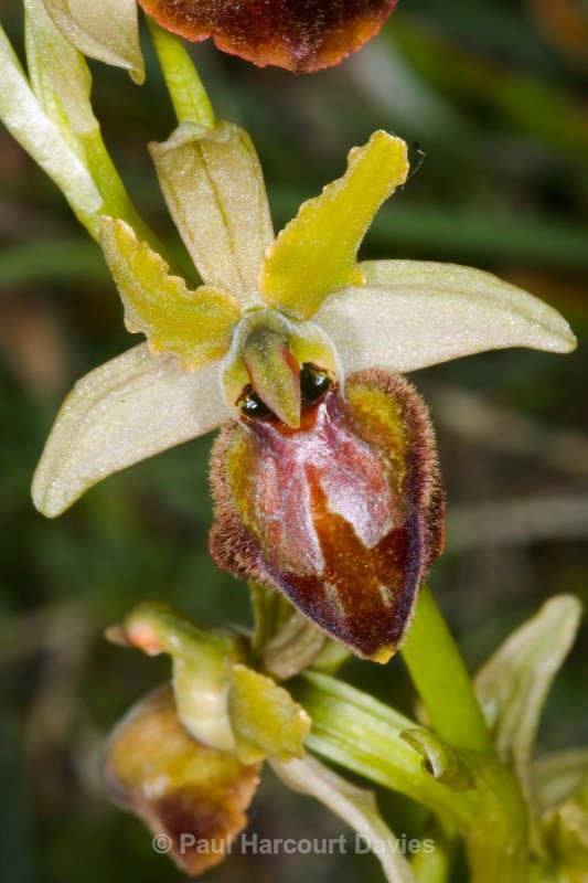 Hybrid Ophrys (Ophrys passionis x O archipelagi) - Orchids - Ophrys