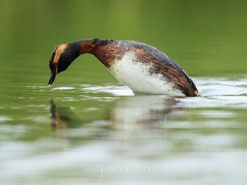 Slavonian Grebe diving, Lake Myvatn, Iceland - Slavonian Grebe