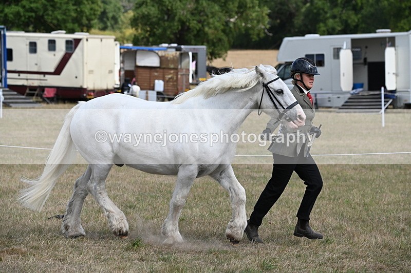 WJ6_6498 - Class 20 In-hand Cob