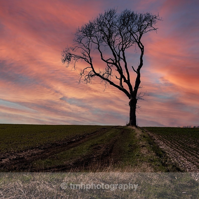 Lone Tree. - Low Light Photography