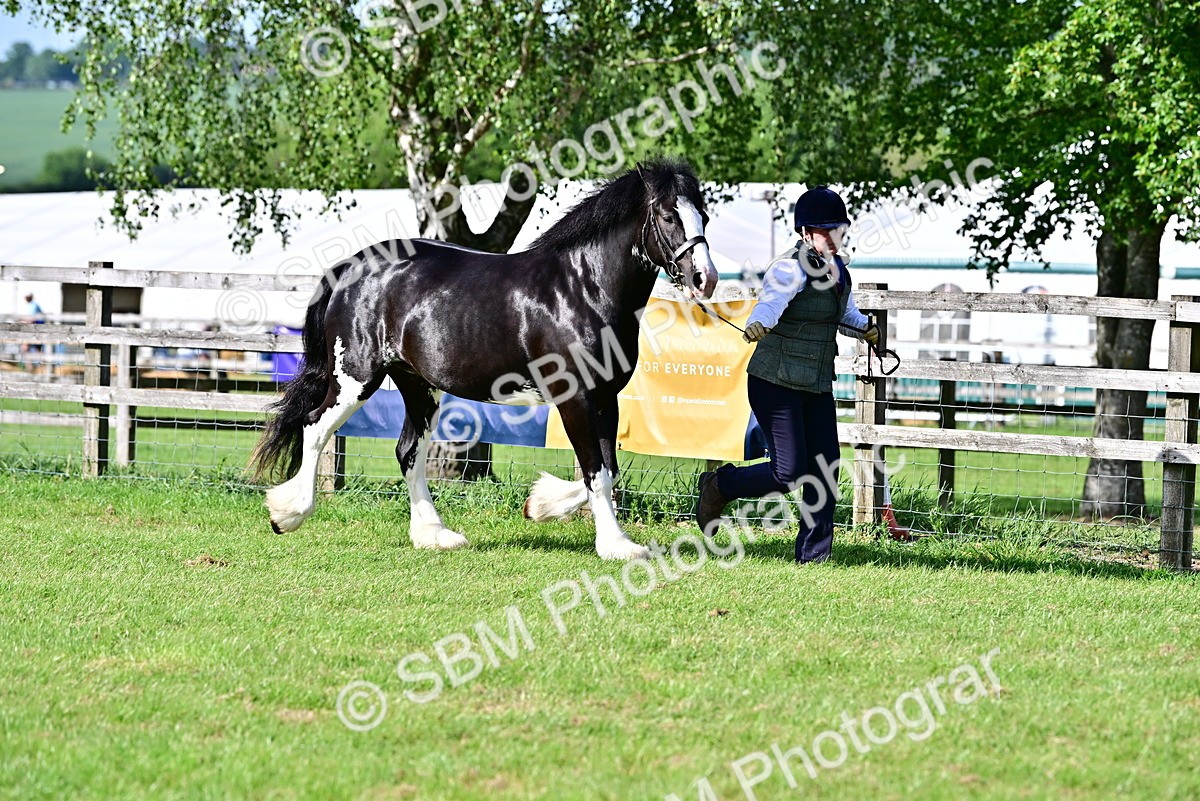 SBM_10094 - Class 63-65 - Traditional Gypsy Cobs In Hand & Ridden