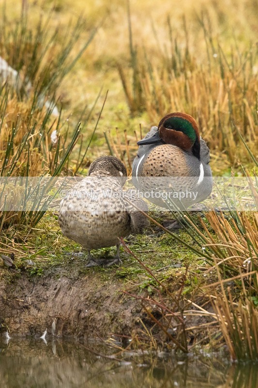 20170310-8E0A3918 - Teal