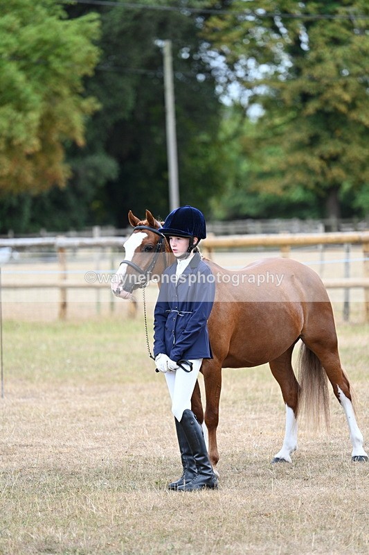 WJ7_8197 - Class 4 Prettiest Mare up to 14.2hh