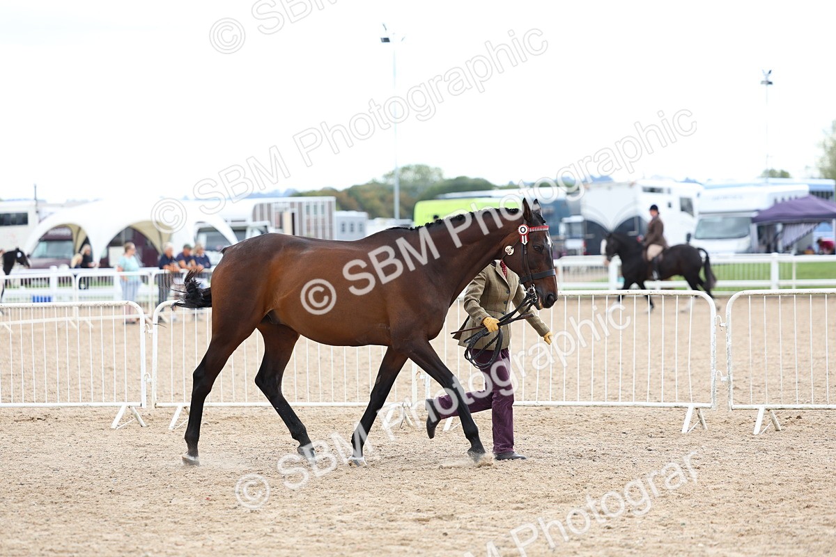 SBM_15258 - Class 313 - IH Retired Racehorse