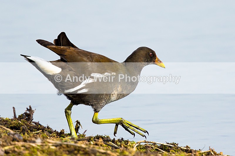 20150306-8E0A0128 - Rails & Coots
