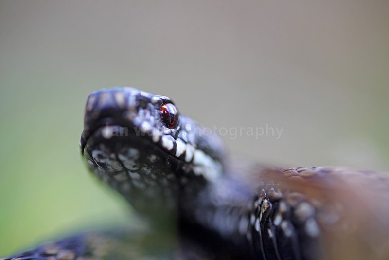 Adder, Vipera berus, Somerset_AD_0017 - Reptiles, amphibians & pond life, Great Britian