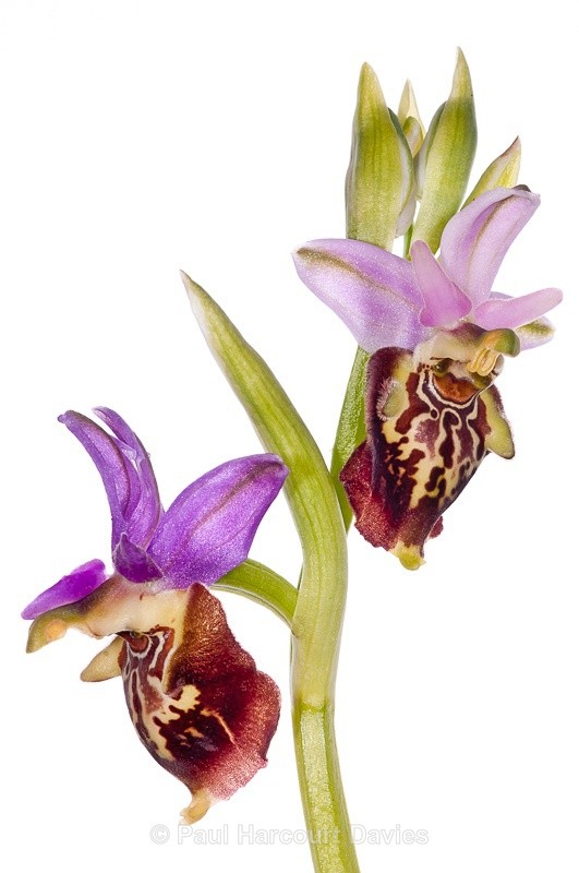  - WB: Orchids - Ophrys