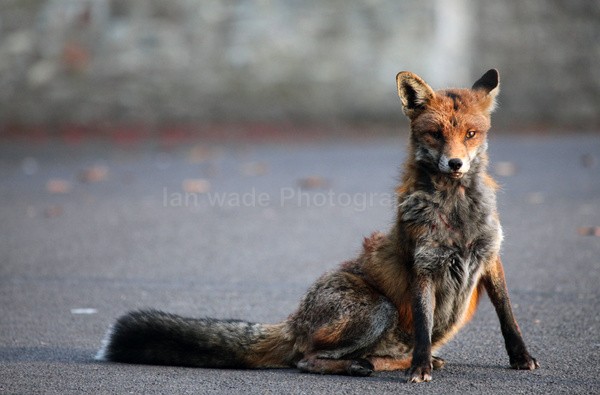 Urban dog fox in Bristol Street _ UR0003 - Urban Foxes, Bristol, Great Britain