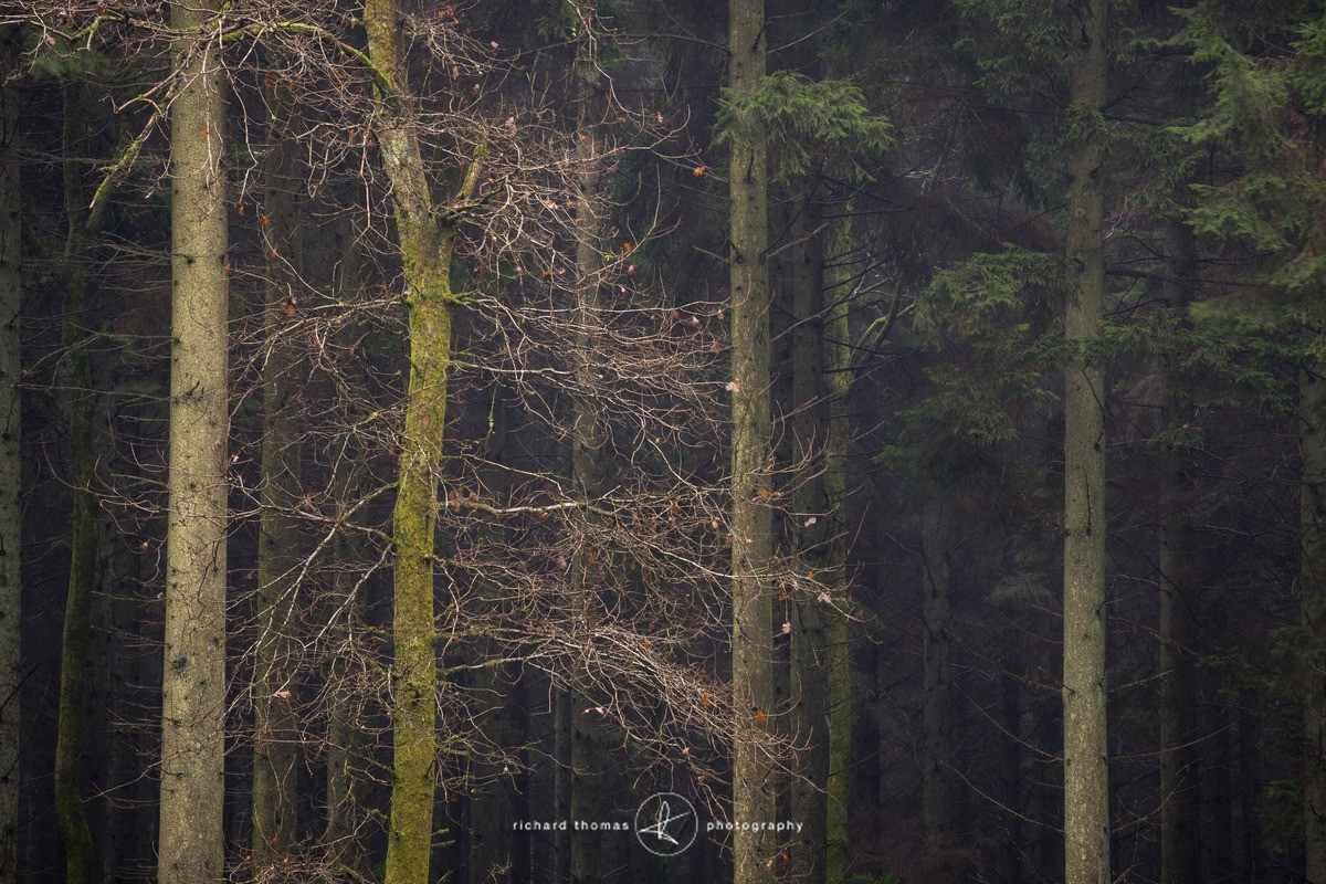 Ruffled - Woodland