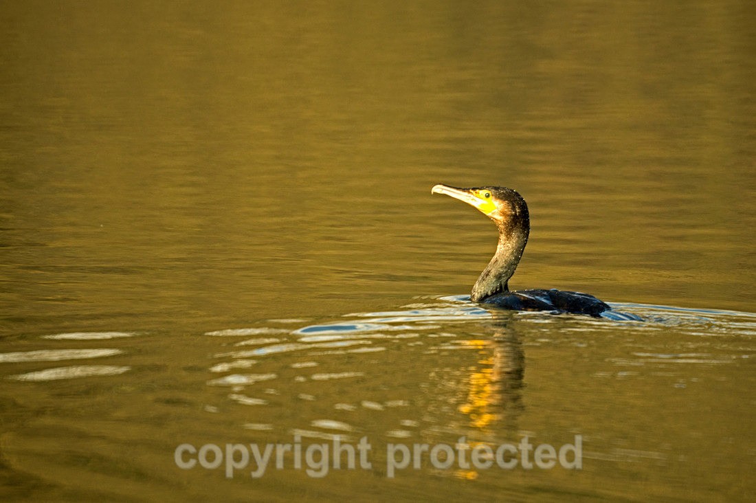 Comorant - Balderton Lake - Nottinghamshire - Birds