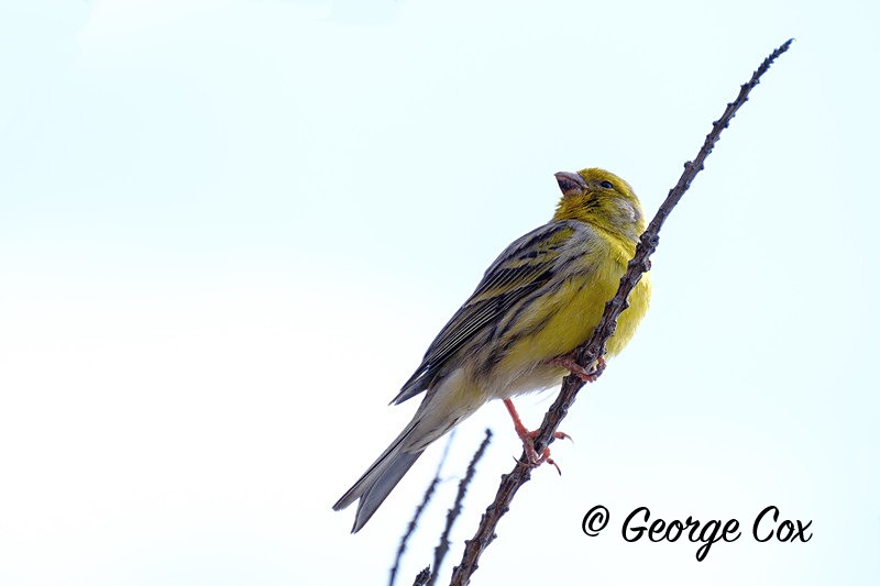 Atlantic Canary - Madeira