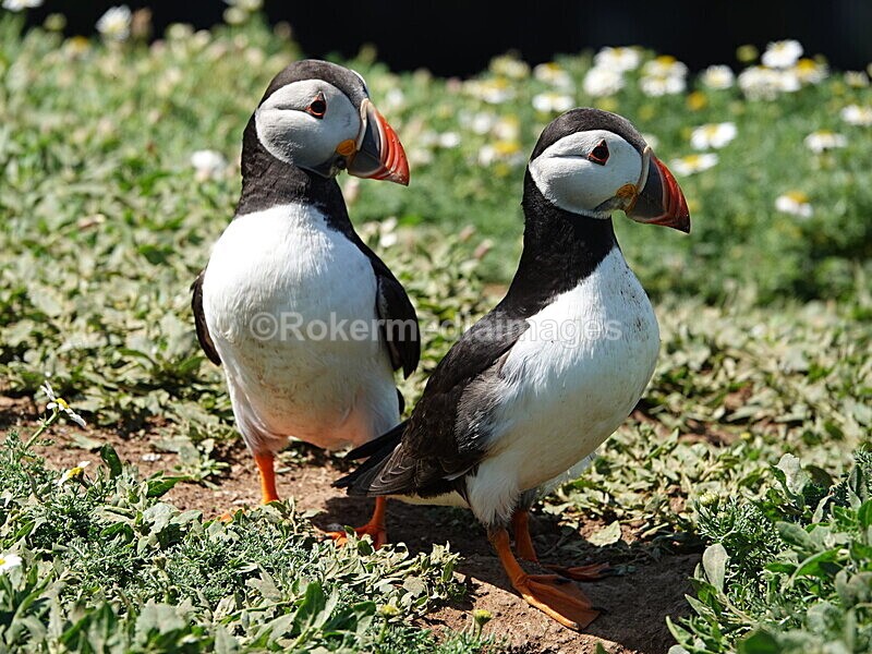 DSC00376 - Skomer 2019