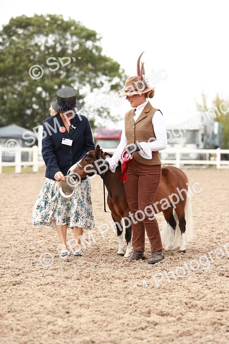 SBM_11911 - Class 206 IH Non Show Type Pony