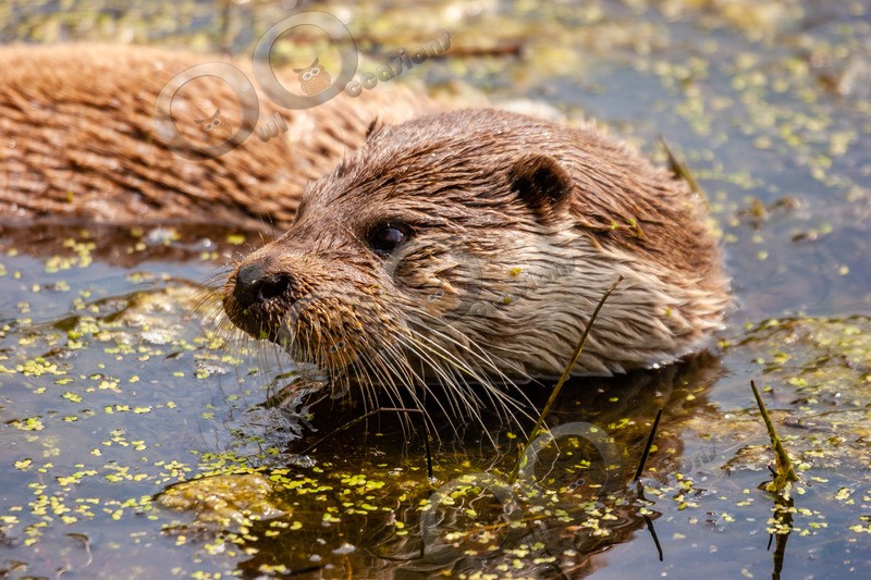 european otter lutra lutra-2-2 - UK Wildlife