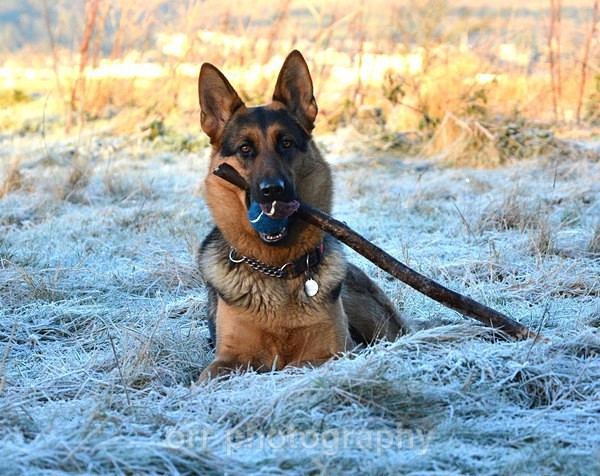 Tess - Dogs