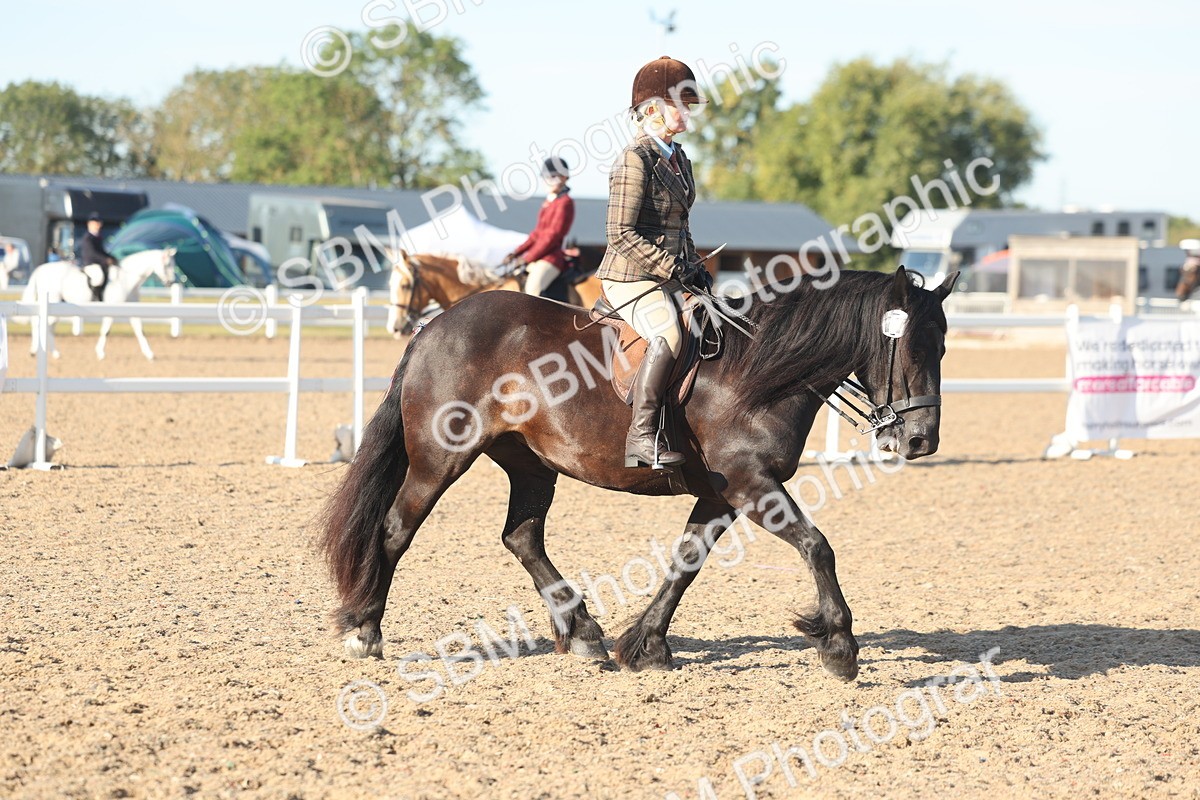 SBM_11031 - Class 302 - Ridden M&M Large Breeds