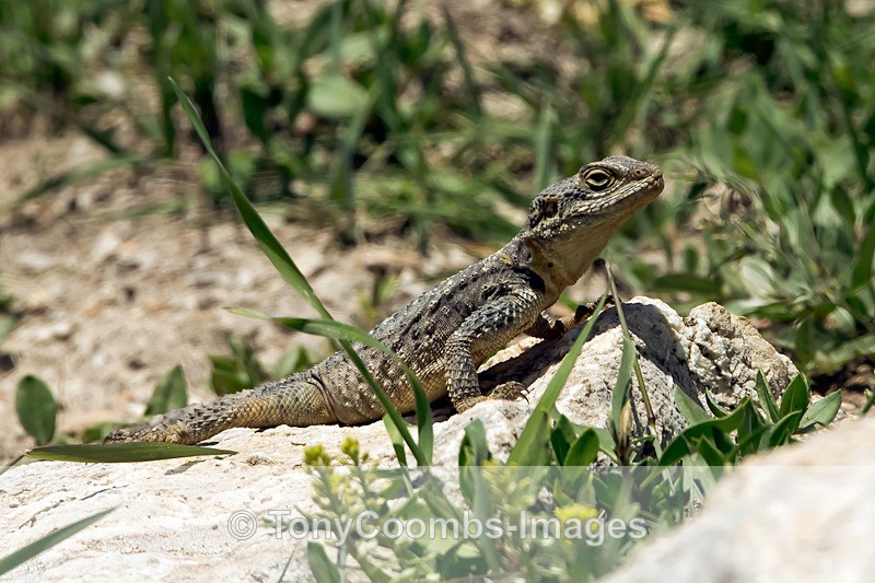 Starred Agama Lizard - Turkey