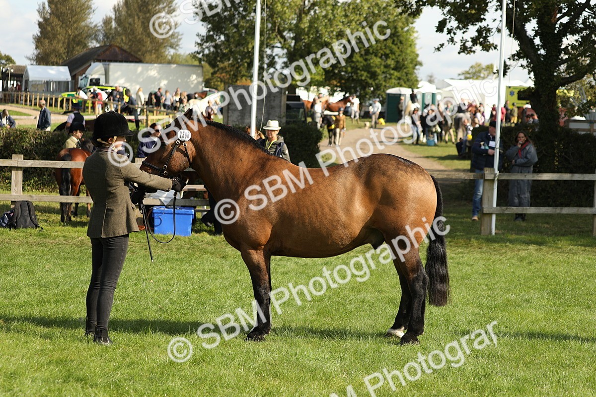 SBM_62347 - S45 - Mini Show Cob In Hand
