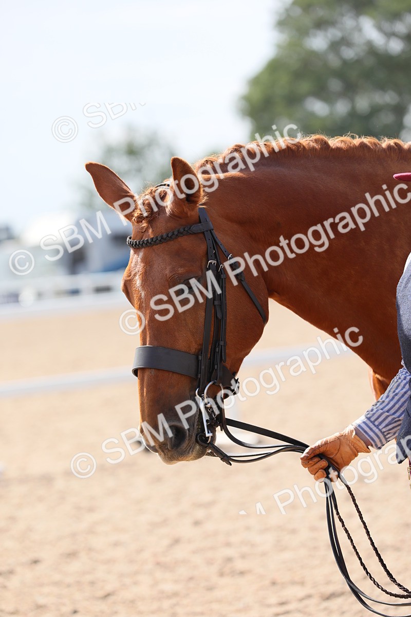 SBM_15771 - Class 312 IH Competition Horse/Pony